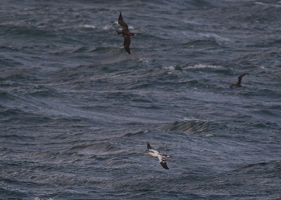 Havssula [Northern Gannet] IMGL1786.jpg