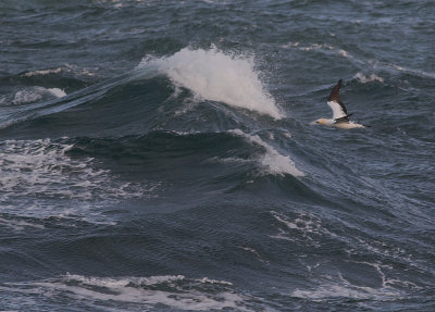 Havssula [Northern Gannet] IMGL1799.jpg