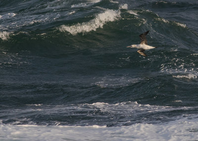 Havssula [Northern Gannet] IMGL1803.jpg