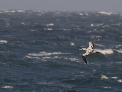 Havssula [Northern Gannet] IMGL1824.jpg