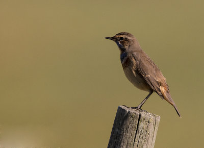 Blhake [Bluethroat] IMGL2141.jpg