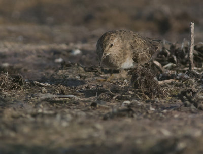Mosnppa [Temminck's Stint] IMGL7986.jpg