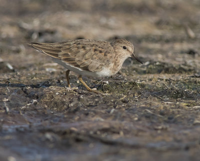 Mosnppa [Temminck's Stint] IMGL8025.jpg