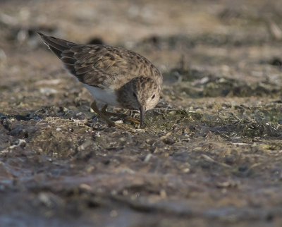 Mosnppa [Temminck's Stint] IMGL8026.jpg