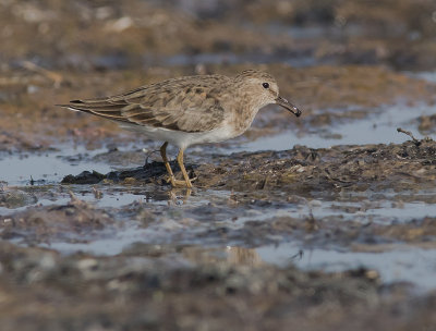Mosnppa [Temminck's Stint] IMGL8066.jpg