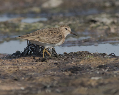 Mosnppa [Temminck's Stint] IMGL8077.jpg
