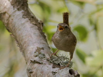 Grdsmyg [Eurasian Wren] IMGL8834.jpg