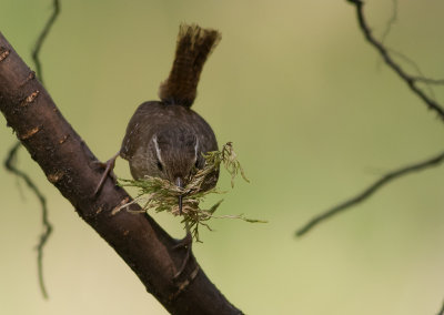 Grdsmyg [Eurasian Wren] IMGL8871.jpg