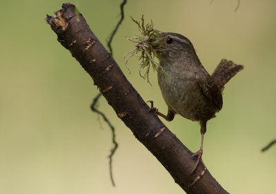 Grdsmyg [Eurasian Wren] IMGL8877.jpg