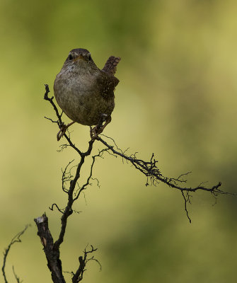 Grdsmyg [Eurasian Wren] IMGL8907.jpg