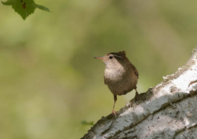 Grdsmyg [Eurasian Wren] IMGL8920.jpg