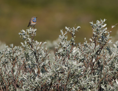 Blhake [Bluethroat] IMGL9579.jpg