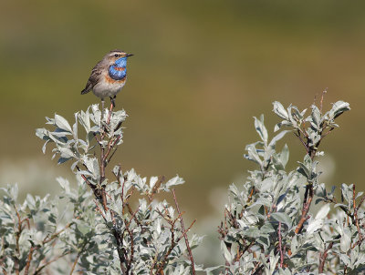 Blhake [Bluethroat] IMGL9587.jpg
