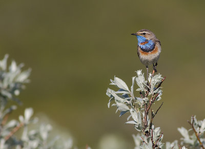 Blhake [Bluethroat] IMGL9599.jpg