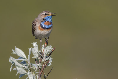 Blhake [Bluethroat] IMGL9606.jpg