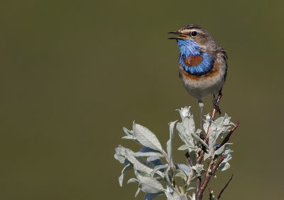 Blhake [Bluethroat] IMGL9618.jpg