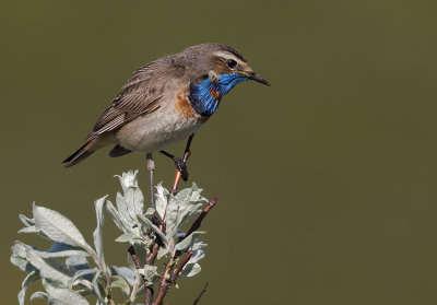 Blhake [Bluethroat] IMGL9620.jpg