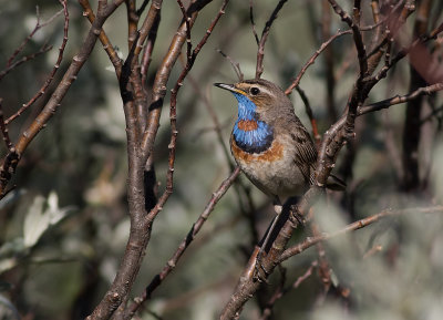 Blhake [Bluethroat] IMGL9626.jpg