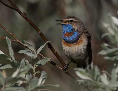 Blhake [Bluethroat] IMGL9640.jpg