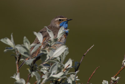 Blhake [Bluethroat] IMGL9652.jpg