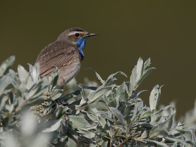 Blhake [Bluethroat] IMGL9656.jpg
