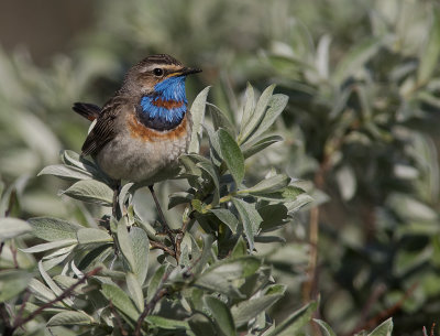 Blhake [Bluethroat] IMGL9668.jpg