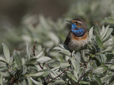 Blhake [Bluethroat] IMGL9670.jpg