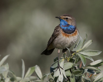 Blhake [Bluethroat] IMGL9673.jpg