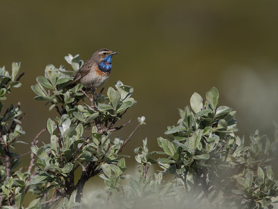 Blhake [Bluethroat] IMGL9677.jpg