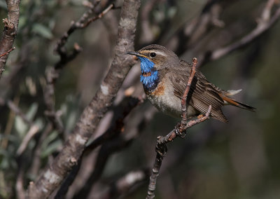 Blhake [Bluethroat] IMGL9683.jpg