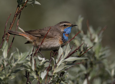 Blhake [Bluethroat] IMGL9685.jpg