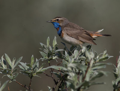 Blhake [Bluethroat] IMGL9692.jpg