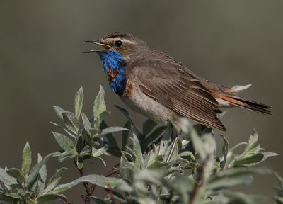 Blhake [Bluethroat] IMGL9698.jpg