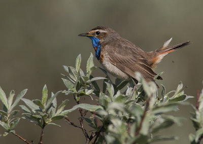 Blhake [Bluethroat] IMGL9706.jpg