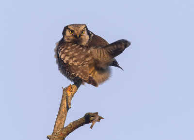 Hkuggla [Northern Hawk Owl] IMGL3718-fb.jpg