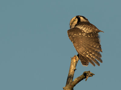 Hkuggla [Northern Hawk Owl] IMGL3763-fb.jpg