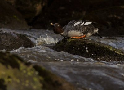 Knipa [Common Goldeneye] IMG_0116.jpg