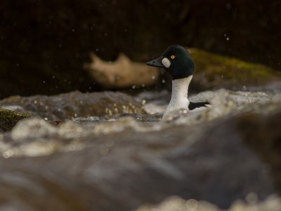 Knipa [Common Goldeneye] IMG_0221.jpg