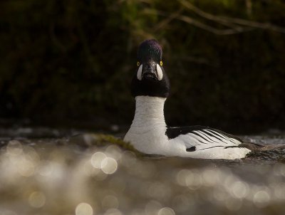 Knipa [Common Goldeneye] IMG_0328.jpg