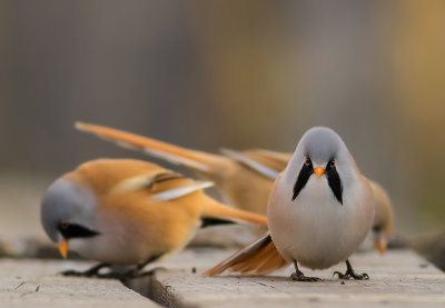 Skggmes [Bearded Reedling] IMGL2839.jpg