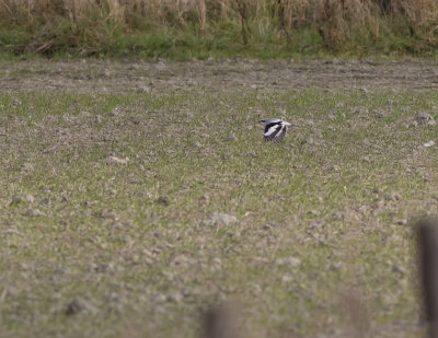 Varfgel [Great grey shrike] IMGL3580.jpg