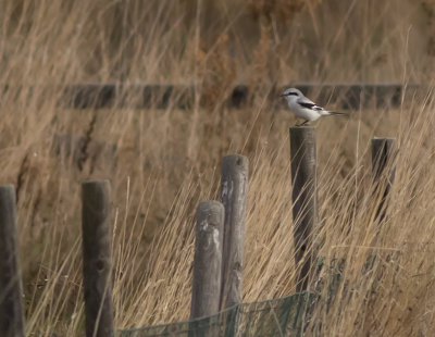 Varfgel [Great grey shrike] IMGL3588.jpg