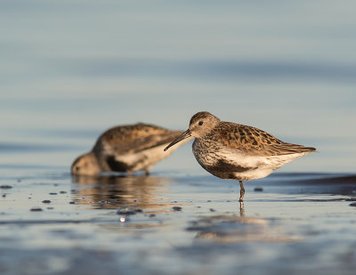 Krrsnppa  [Dunlin] IMGL2156.jpg
