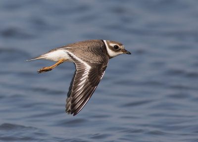 Strre strandpipare [Com. R. Plover] IMGL0633.jpg