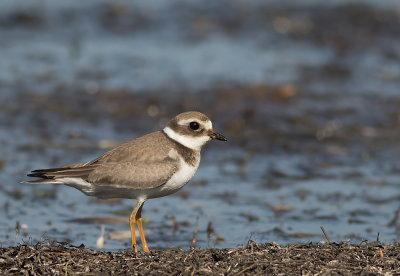 Strre strandpipare [Com. R. Plover] IMGL0668.jpg