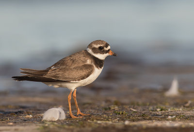 Strre strandpipare [Com. R. Plover] IMGL2136.jpg