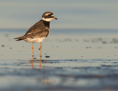 Strre strandpipare [Com. R. Plover] IMGL2189.jpg