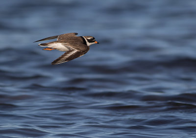 Strre strandpipare [Com. R. Plover] IMGL7458.jpg