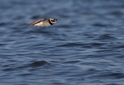 Strre strandpipare [Com. R. Plover] IMGL7472.jpg