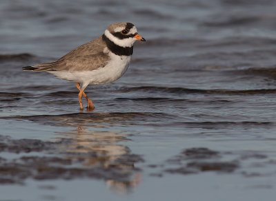 Strre strandpipare [Com. R. Plover] IMGL9557.jpg